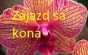 Rakúsko - Viedeň - kvetinové záhrady a výstava orchideí + prehliadka mesta 19,- €