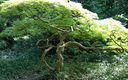 Arborétum Mlyňany