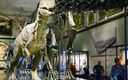 Allosaurus DiplodocusNHM_Wien