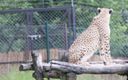 ZOO Dvůr Králové