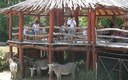 ZOO Dvůr Králové